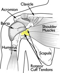 Shoulder Anatomy