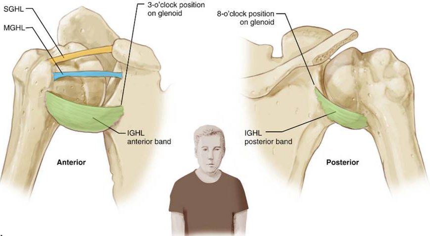 Glenohumeral Ligament